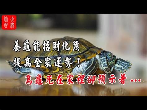 烏龜寓意|【烏龜象徵意義】揭秘烏龜的象徵意義：從寓意到古老。